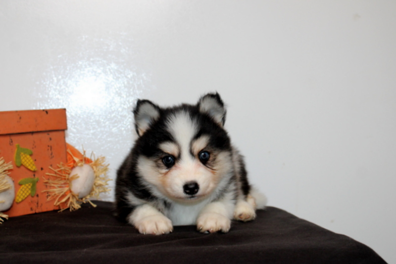 puppy, for, sale, Pomsky, Matthew B. Stoltzfus, dog, breeder, Gap, PA, dog-breeder, puppy-for-sale, forsale, nearby, find, puppyfind, locator, puppylocator, aca